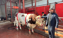 Eskişehir’de 1 Ton 300 Kiloluk Şampiyon Dana Satışta!