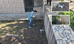 Eskişehir’de Şüpheli Şekilde Telef Olan Kediler İçin Ekipler Harekete Geçti!