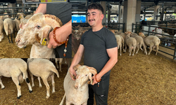 Eskişehir’de Yetiştirilen Gergedan Koç İlgi Odağı Oldu