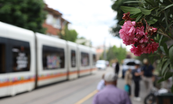 Eskişehir'in En Gözde Caddesini Artık Bu Ağaçlar Süsleyecek!