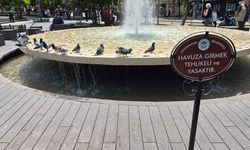 Eskişehir’de Güvercinlerin Havuz Keyfi Görenleri Gülümsetti!