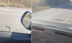 Eskişehir’de Yola Çıkan Yılan Ezilmekten Son Anda Kurtuldu!