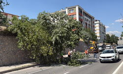 Eskişehir’de Yola Devrilen Ağaç Trafiği Aksattı!