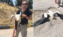 Eskişehir’de Yaralı Leylek Tedavi Edilmeyi Bekliyor!