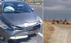 Eskişehir'de Aniden Yola Fırlayan Koyun Faciaya Yol Açtı!