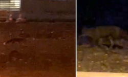 Eskişehir’de Yemek Arayan Tilki Gece Sokağa İndi!