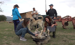 Eskişehir'deki Çoban Köpekleri İtalyanları Büyüledi!