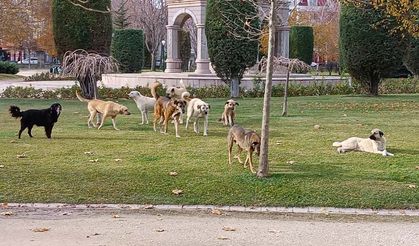 Eskişehir'de park var; İnsanlar girmeye korkuyor!