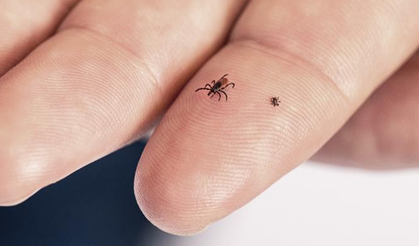 Kene Kabusu Bitmiyor Can Kaybı Sayısı 16'ya Yükseldi