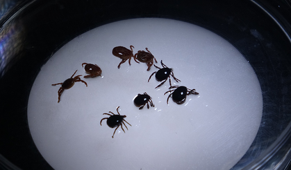 Kene Kabusu Geri Döndü Peş Peşe İki Can Kaybı Yaşandı