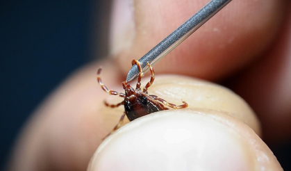 Kene Çıkartılmasına Rağmen Günler Sonra Bir Can Daha Aldı