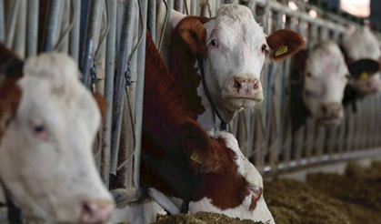 Vaka Sayısı Giderek Artıyor! Deli Dana Kabusu Geri Döndü!