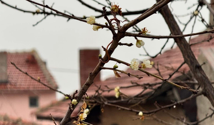 Eskişehir'de Ilık Geçen Kış Ağaçlara Çiçek Açtırdı!