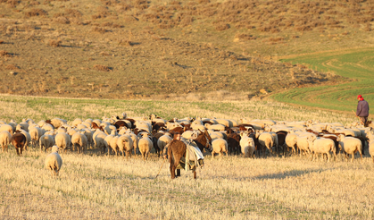 Eskişehir’de Ilık Geçen Kış Koyunları Ağıllardan Çıkardı!
