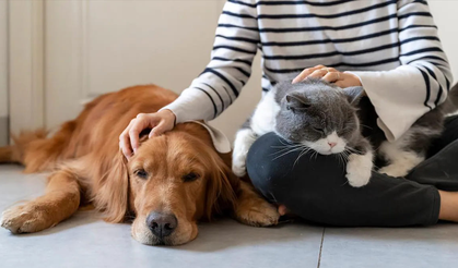 Evcil Hayvanı Olanlara Dikkat!  Son Gün Yaklaşıyor Cezalar Kapıda