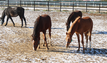 Osmanlı’nın Gözde Tayları Eskişehir’deki Bu Bölgede Yetişti!