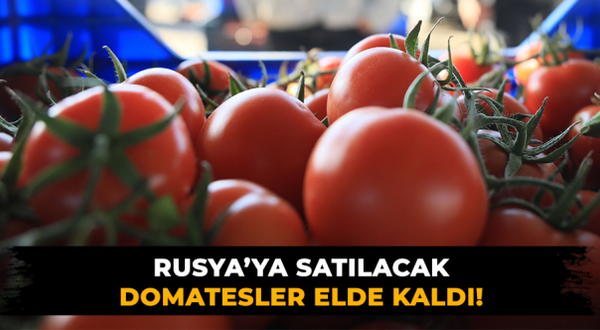 Rusya'ya satılacak domatesler elde kaldı