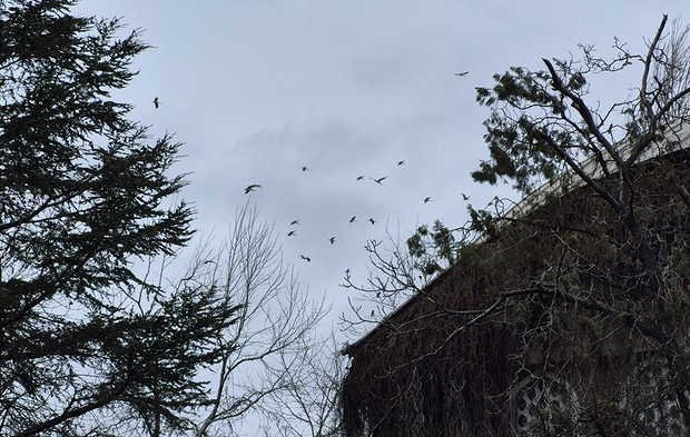 Eskişehir'de Leylekler Gökyüzünde Görsel Şölen Sundu!