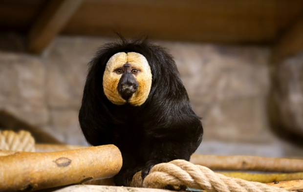 Eskişehir Hayvanat Bahçesi’ne 30 Yeni Tür Daha Getirildi!