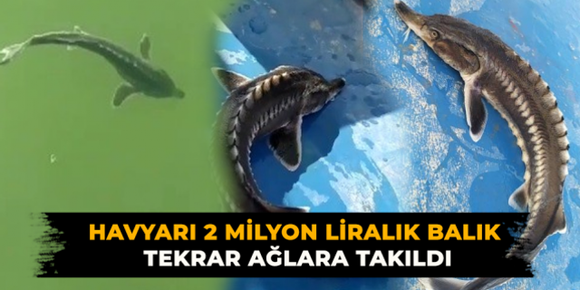 Havyarı 2 milyon liralık balık tekrar ağlara takıldı