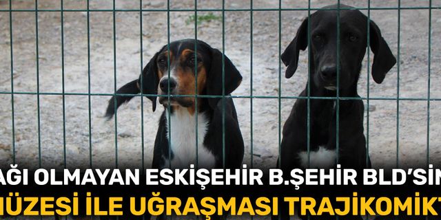 Barınağı olmayan Eskişehir Büyükşehir Belediyesi'nin Kedi Müzesi ile uğraşması trajikomiktir!