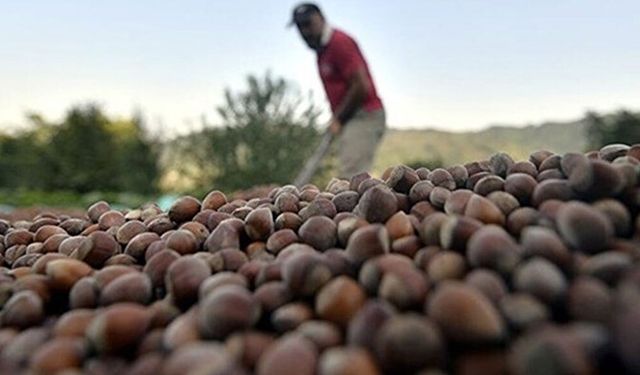 Bakan Yumaklı Fındık Alım Fiyatlarını Açıkladı