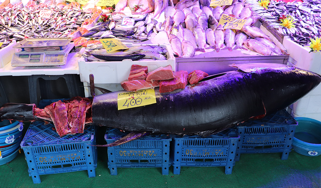 Eskişehir’de 280 Kiloluk Dev Balık Görenleri Şaşırtıyor!