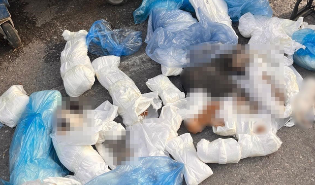 33 Kedi Cansız Halde Bulunmuştu! Veteriner Hekim Tutuklandı!