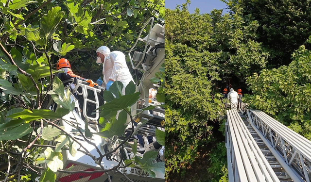 Acı Gerçek Koku İhbarıyla Ortaya Çıktı! Cansız Bedeni Ağaçta Asılı Bulundu!