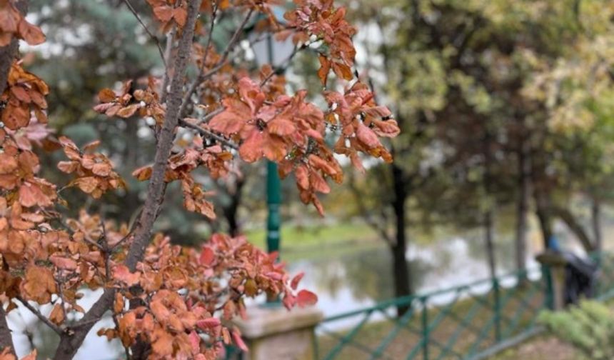 Ağaçlarda yapraklar sonbahar rengine büründü