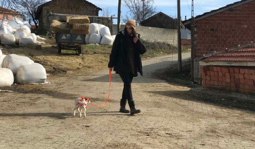 Tepebaşı ilçesi Eğriöz Mahallesi’nde hayvancılıkla uğraşan Sema Mihaliç’in hamile koyunlarından biri 16 gün önce, henüz 7 aylık olmasına rağmen doğum yaptı. İkiz doğum yapan koyunun bir yavrusu erken doğumdan dolayı ölürken, diğer kuzu ise oldukça çelimsizdi. Annesi tarafından da kabul edilmeyen ve erken doğumdan kaynaklı gözleri görmeyen talihsiz yavruyu Sema Mihaliç evine aldı. Mihaliç, ölmesinden korkuttuğu kuzusuna evinde adeta bebek gibi baktı. Etrafa sık sık çarpan sevimli hayvanın üzerine adeta titreyen Mihaliç, şimdilerde 16 günlük olan ve günde yaklaşık bir litre süt içen kuzusunun altını değiştiriyor, bakımlarını yapıyor ve özel tasması ile gezdiriyor. Mihaliç ve kuzunun anne-oğul ilişkisi çevresinden takdir topluyor.
