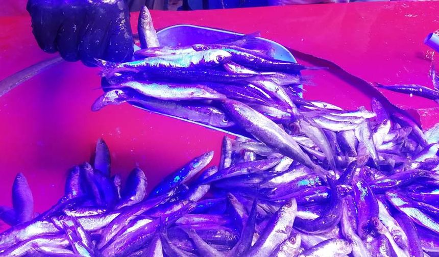 Karadeniz'deki bolluğun tezgahlara ve fiyatlara yansıması talebi de arttırdı. Balıkçı tezgahlarının önünde kuyruklar oluştu.