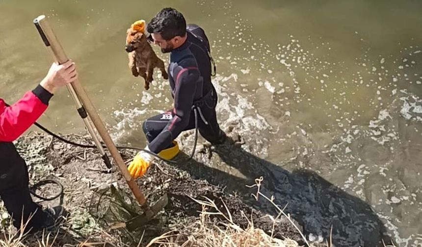 Edinilen bilgilere göre, Organize Sanayi Bölgesi’nden geçen sulama kanalına yavru köpek düştü. Düştüğü kanalda mahsur kalan yavru köpeğin imdadına Dorlion Arama Kurtarma (DAK) ekipleri yetişti.