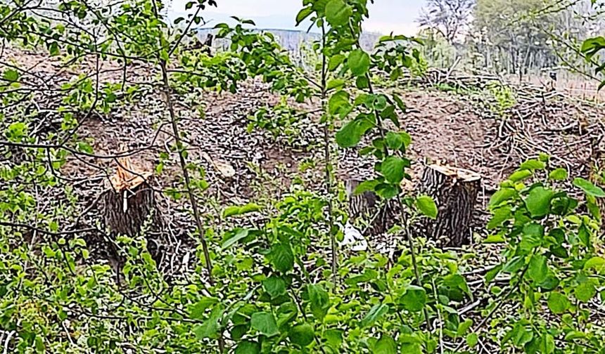 Ağaçlar insanların yaşaması bakımından birinci derece öneme sahiptir. Ağaçlar insanlara nefes alması için gereken oksijeni üretir.