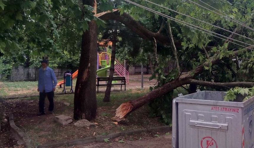 Kopan dal betondan yapılmış elektrik direğinin üst kısmını da kırdı. Bölgede elektrikler kesildi. 