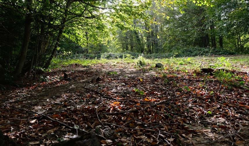 Eskişehirli doğa yürüyüşçüleri Bursa’daki ormanda 15 kilometre yürürken, sonbaharı manzaralarını fotoğraflamayı da ihmal etmedi.