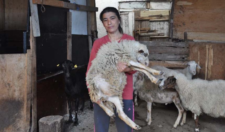 Babasının vefatından sonra işleri devralan Demirtaç, bir kadın olarak hayvancılığın tüm zorluklarına tek başına göğüs gerdi.