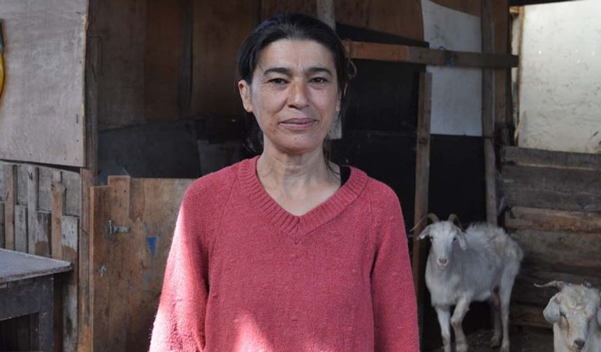 Gününün büyük bir bölümünü hayvanlara ayıran Demirtaç, kendi çocuğu gibi gördüğü 60 adet küçükbaş hayvanına anne şefkatiyle yaklaşıyor. Daha fazla kadının hayvancılıkla uğraşması gerektiğine vurgu yapan Demritaç, severek ve isteyerek yapıldığı sürece her zorluğun üstesinden gelinebileceğine dikkat çekiyor.