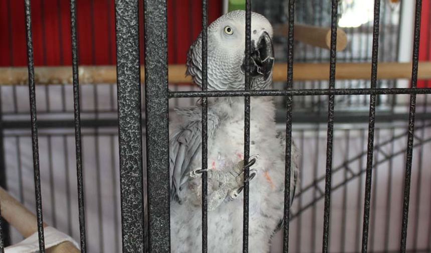 ‘Çiko' isimli papağanın lokantaya yemek yemeye gelen müşterilerin kendisine ilgi gösterdiği zaman onlara kötü davranmadığına dikkat çeken Ünal Döken, “Kuşum ‘Çiko' 5 yıldır benimle beraber. Müşteriler de gayet memnun. Yemekleri sayıyor. Kasaya müşteri geldiği zaman ‘hesap al' diye bağırıyor. Çorbaların, yemeklerin fiyatını söylüyor. Bir yere giderken kuşumu da götürüyorum. Omuzumdan hiç ayrılmaz. Duyduğu kelimelerin hepsini 5-10 dakika sonra tekrarlayabiliyor. Yanına müşteriler geldiği zaman kötü şekilde davranmaz, onları ısırmaz. Onlardan korkmaz, normal bir vatandaş, arkadaş gibi kendini sevdirtir” diye konuştu.