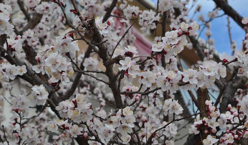 Eskişehir'de baharın müjdecisi ağaçlar çiçek açtı!