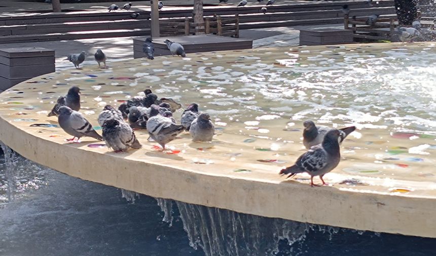 Eskişehir'deki Parktaki Güvercinlerin Serinleme Mücadelesi