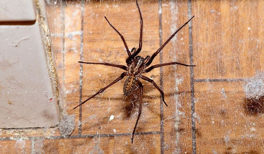 Evde tek bir tane örümcek kalmayacak! Birkaç damla damlatın örümceklere veda edin…