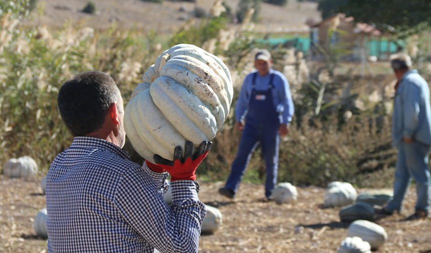 Eskişehirli Üreticiler Fiyat Farkına Tepkili! Tarlada 5 Lira Pazarda 30 Lira