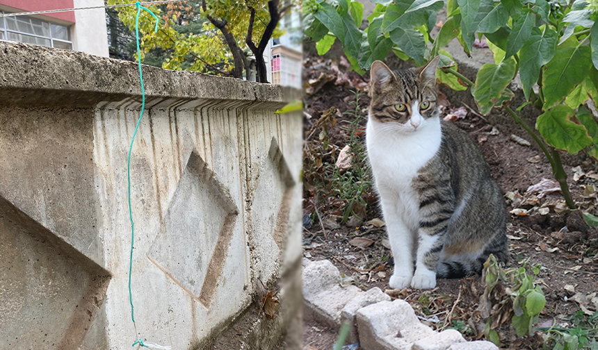 Eskişehir'de Bir Kedi Ağaca Asılı Hale Bulundu