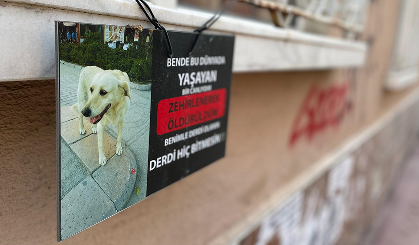 Eskişehir’de Tabelada Yürek Burkan Mesaj: Ben Zehirlenerek Katledildim