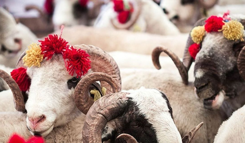 Kurbanlık Fiyatları Asgari Ücreti Solladı: Ne Kadar Zam Geldi?