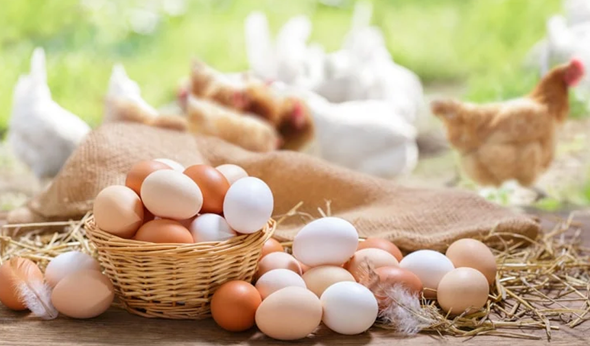 Yumurta Zamları Son Buldu: Fiyatlar Yüzde 50 Oranında Düştü