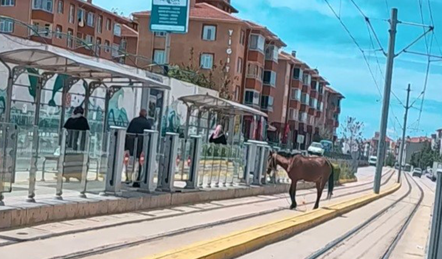 Eskişehir’de Tramvay Raylarında Başıboş At Şaşkınlık Yarattı