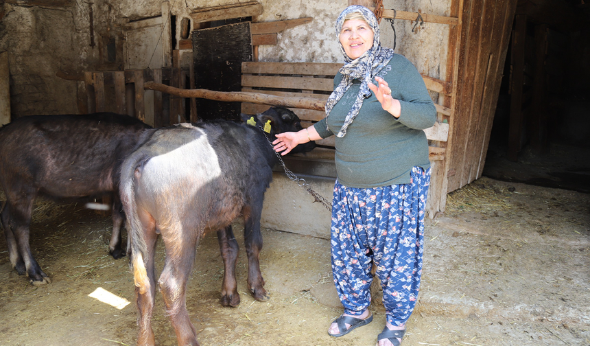 Eskişehir Kırsalında Kadın Üretici Kazandı Süt Kalitesi Arttı!