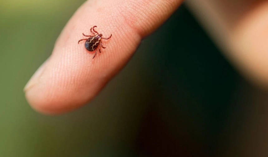 Türkiye'de Kene Vakaları Yeniden Gündemde Bakanlık İddiaları Reddetti